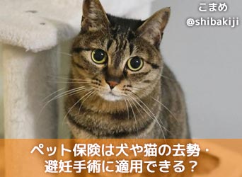 【獣医師執筆】ペット保険は犬や猫の去勢・避妊手術に適用できる?のサムネイル画像